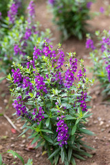 紫色のアンゲロニアの花