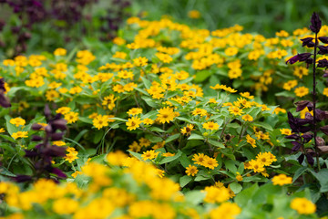 Obraz premium 黄色いメランポジウムの花のアップ