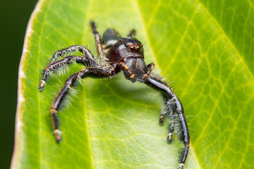 Jumping Spider on green moss with blur background , Close-up of Jumping Spider , Jumping Spider of Borneo