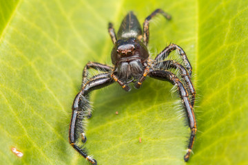 Jumping Spider on green moss with blur background , Close-up of Jumping Spider , Jumping Spider of Borneo