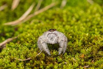 Jumping Spider on green moss with blur background , Close-up of Jumping Spider , Jumping Spider of Borneo