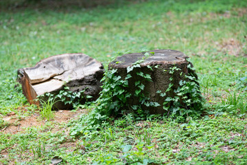 森の中の切り株