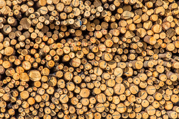 Stack of logs at lumber yard