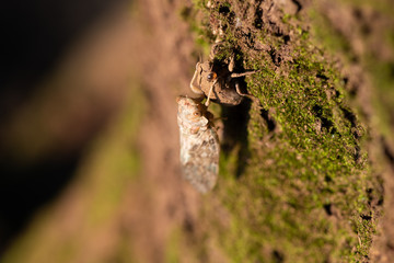 ニイニイゼミの羽化