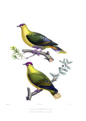 Illustration of a dove