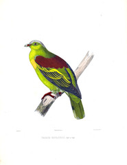 Illustration of a dove