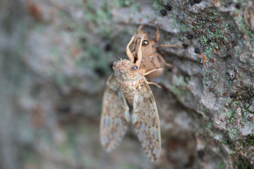 ニイニイゼミの羽化