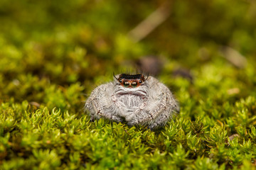 Jumping Spider on green moss with blur background , Close-up of Jumping Spider , Jumping Spider of Borneo