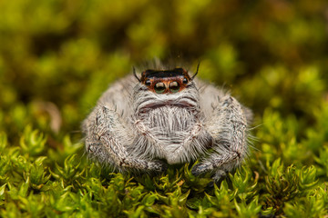 Jumping Spider on green moss with blur background , Close-up of Jumping Spider , Jumping Spider of Borneo