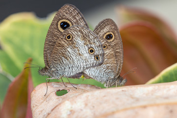 Obraz premium Macro image of maiting Butterfly in Borneo Island