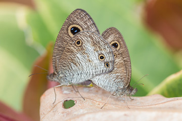 Macro image of maiting Butterfly in Borneo Island