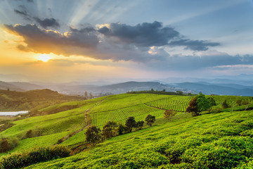 Fototapeta na wymiar Beautiful rows of green tea bushes and amazing sunset sky