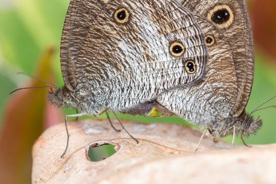 Macro image of maiting Butterfly in Borneo Island