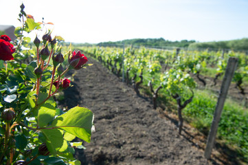 Fototapeta na wymiar Red roses and wood post with vines in Bordeaux vineyard. New grape buds and young leafs in spring growing with roses in Saint Emilion vineyard