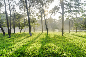 Beautiful shadows of trees on green grass in park