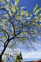 Цветущие ветки деревьев на фоне синего неба