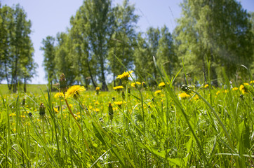 Beautiful landscape the green wood with yellow colors in a green grass
