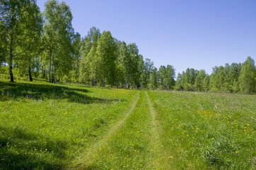 Beautiful landscape the green wood with yellow colors in a green grass

