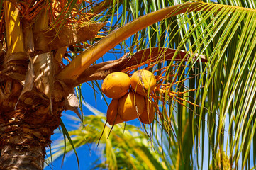 ripe coconuts piled into a heap under a tree