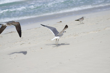 Bird of the album takes off from the sandy beach