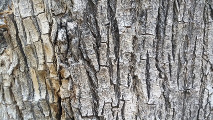 tree bark texture
