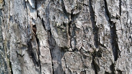 textured tree bark