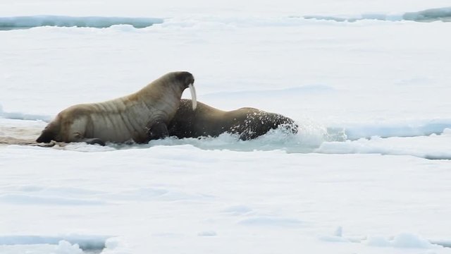 Walruses on ice flow