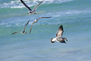 Large sea bird Albatross sits on the water with prey in its beak