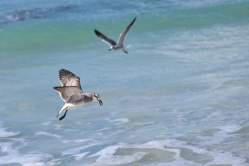 Big seabird Albatross tracks prey above the foamy wave
