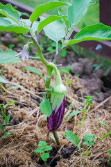 Ripe purple eggplant growing in a greenhouse. Close-up of fresh raw ripe eggplant.