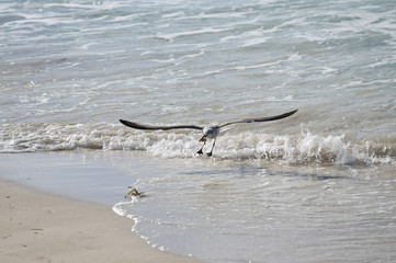 Large sea bird Albatross sits on the water with prey in its beak