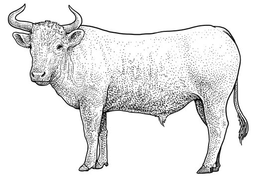 Bull illustration, drawing, engraving, ink, line art, vector