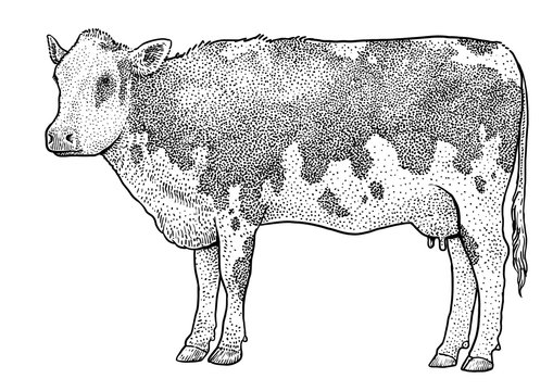 Cow illustration, drawing, engraving, ink, line art, vector