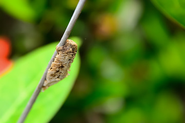 Insect nest on the tree to lay eggs and their young dodge Pat's.