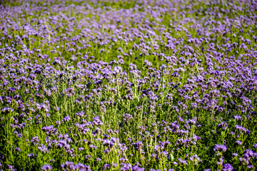 Naklejka premium The purple phacelia plantation blooms in summer 