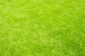 green grass background.