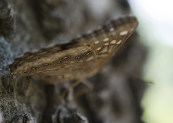 Butterfly Wing Design