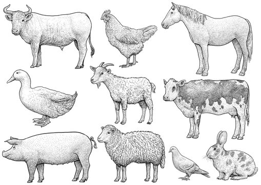 Domestic, farming, animal collection, illustration, drawing, engraving, ink, line art, vector