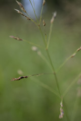 Grass seed pods
