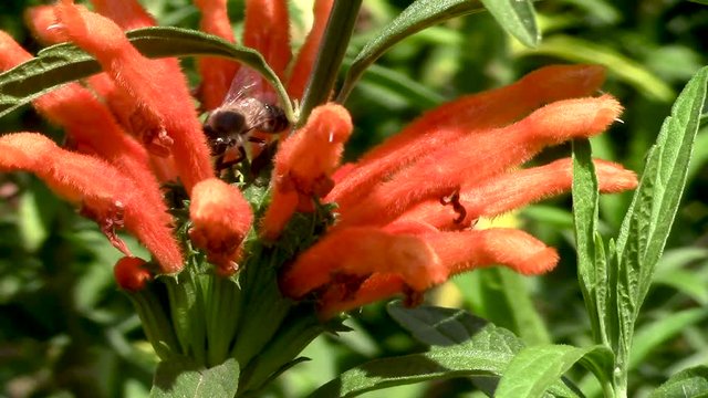 Honey bee all over bright orange Leonotis leonurus or wild dagga flower sucking nectar