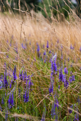 A beautiful purple veronica flowers in a summer meadow. Speedwell blossoms in grass. Veronica spicata.