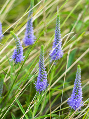 A beautiful purple veronica flowers in a summer meadow. Speedwell blossoms in grass. Veronica spicata.