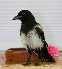 A little hand raised Magpie is verry wet.