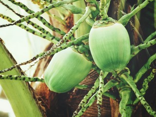 Coconut drink on tree