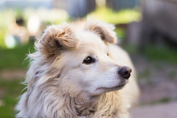 little beautiful white dog