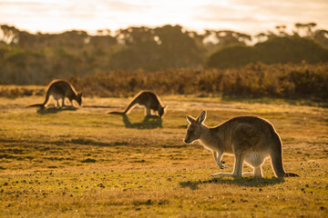 Obraz na płótnie Canvas Kangaroo in open field during a golden sunset