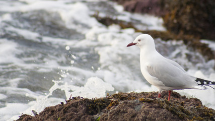 Seagull on the rock