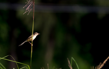 Plain Prinia (Prinia inornata) on grass at Chulalongkorn University