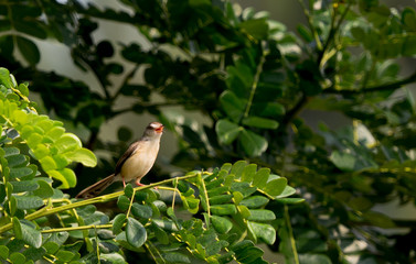 Plain Prinia (Prinia inornata) on tree at Chulalongkorn University