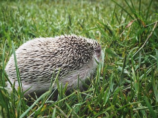 Hedgehog on green grass
